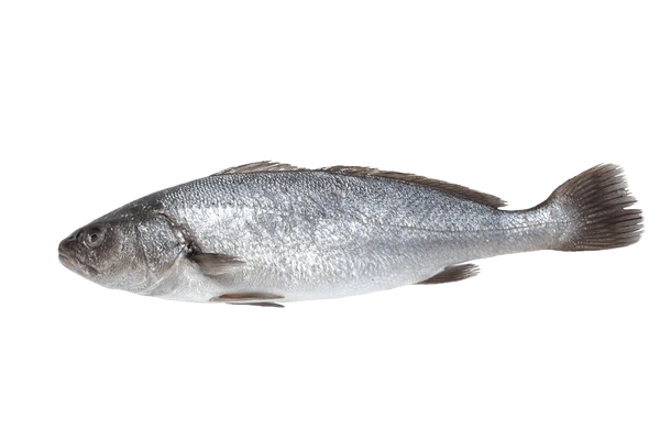 Corvina